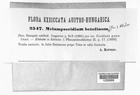 Melampsoridium betulinum image